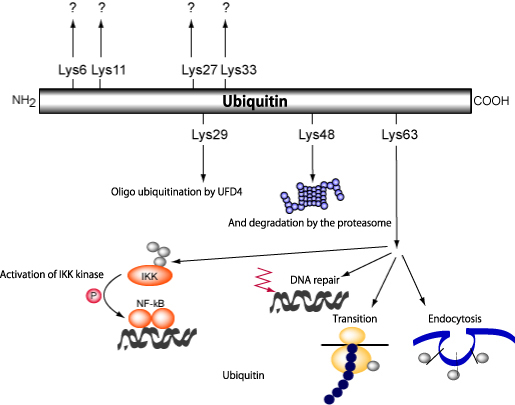 Figure 1: High order intracellular functions controlled by ubiquitin/proteasome system control.