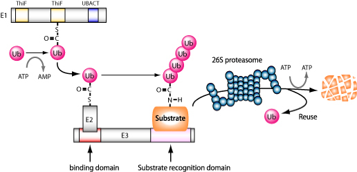 Figure 2: Ubiquitination reaction