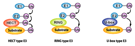 Figure 3: Diverse ubiquitin-ligases (E3)