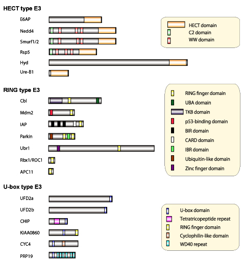 Figure 4: Molecular structure of diverse ubiquitin-ligases (E3)